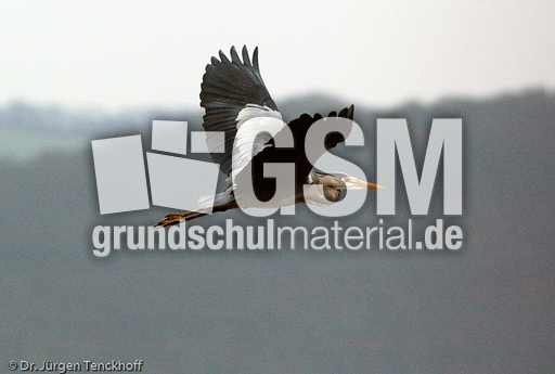 Graureiher (12 von 15).jpg